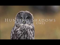 Great Gray Owls Hunting for Voles