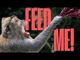 When Animals Seem to Target People