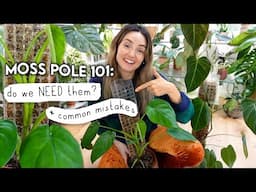 Are Moss Poles REALLY Necessary? 🌿 Moss Pole 101