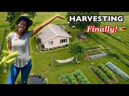 Building My Self Sustaining Homestead In Rural Zimbabwe | Homestead Tour!