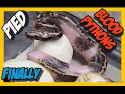 Hatching out our first EVER Pied Blood Pythons!