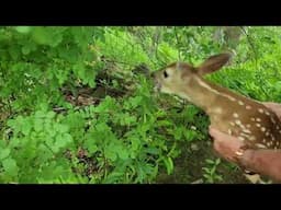 KEN SR SAVES BAMBI