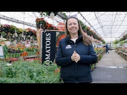 PETITTI Tomato Spotlight | 5 Types + How to Grow Them Successfully