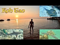 Island Paradise ~ Koh Tao Thailand ~ Amazing Snorkeling & Scuba With Baby Sharks & Turtles