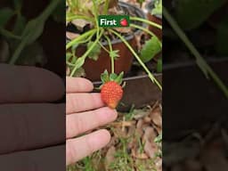 First Strawberry of the season