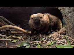 Busy Beaver Brings Big Branch Back Home