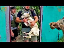 USA Vets Rescue Dogs On Weekend Vacation In Ukraine