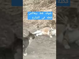 قط صايع بيعاكس قطه ورد فعلها غريب