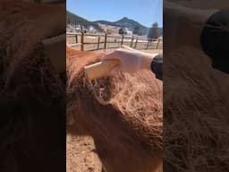 Spring is in the air! Oh wait, that is just the horse hair! 🐎😆 #shedding #oddlysatisfying