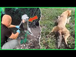 Animals That Asked People for Help & Kindness Caught On Camera! Best of 2025 ! #75