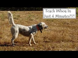 Teach Whoa In Four Minutes (Mark Payton Gundogs)