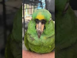 Tired Bird 🥹 #parrots #happyanimals  #cuteanimals