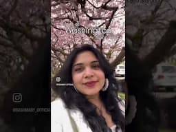 Cherry Blossom Season 2025