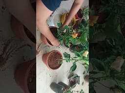 hibiscus grow in summer