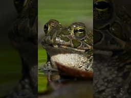 Frog v. toad