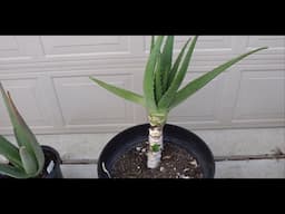 Fix Tall Aloe Plant After Harvesting Many Bottom Leaves