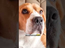 Here’s why Beagles Love to Sniff Everything