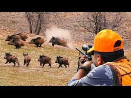 WILD BOAR CRISIS: Incredible Hunts, Powerful Dogs & Non-Stop Action!