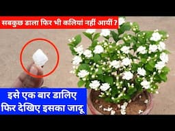 इसके एक बार डालने मात्र से मोगरा कलियों से भर जायेगा आप कहोगे कमाल हो गया