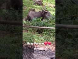 This Is So Amazing Lovers #philippines #animals #lover