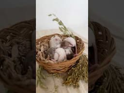 I’m in my rescuing baby mice era again 🥹 #pets #mice #mouse #babymouse #babymice #animalrescue