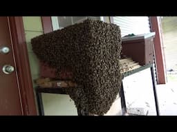 You won't believe what your own eyes are about to see.
