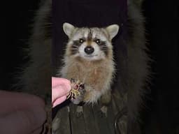 Adorable Raccoon Feeding Session