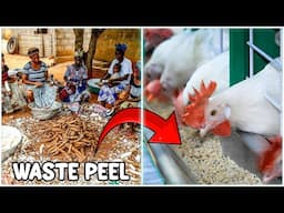 CASSAVA Peel Livestock Feed Making Process
