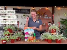 This weeks Houseplant of the Week for Martin’s Home & Garden is the Cotyledon Pendens!