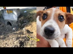 Rescue of Mom And Her Puppies Living in Sewer Pipe | Howl Of A Dog