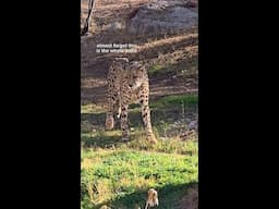 Roars & Pours at the Phoenix Zoo