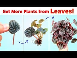 Propagate Peperomia From Leaves with 100% Success // Peperomia Propagation