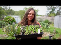 Welcoming Autumn in the Garden & Home 🍂🌿 Cottage Garden Tour, Potting up Seedlings & Cosy Days