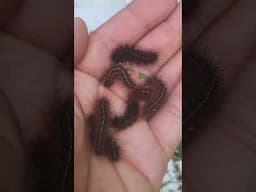 Mystery tiger moth: potentially never raised before! Teaser.