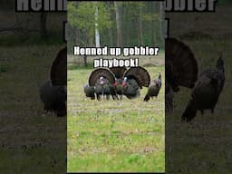 How to Deal With Henned Up Gobblers 🦃 #turkeyhunting #springturkey #struttn360