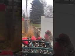 Birds and Strawberrys #birdwatching #strawberry #redfinch #finches #birdfeeders