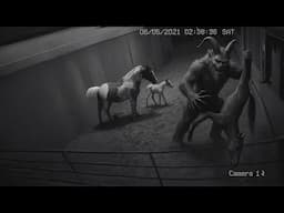 A Creature More Terrifying Than the Chupacabra Was Caught on a Texas Farm.