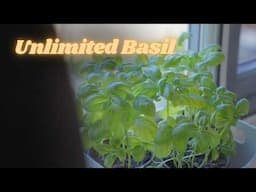 🌿 How to Save Your Supermarket Basil Plant (+ Double Your Harvest with Propagation!) 🌱