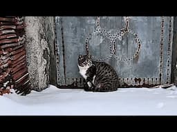 In -10°F snow, stray cat huddles at man's doorstep, convinced he'll help her through winter
