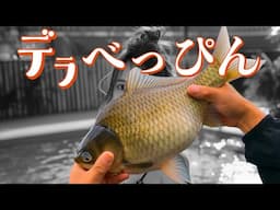 草むらで巨ベラとデラべっぴんを探すのが私の人生【2024印旛沼 前篇】利根川 栗山川 乗っ込みヘラブナ釣り