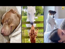 Funny ANIMALS videos 😊 Funniest CATS😺 and DOGS🐶 2025