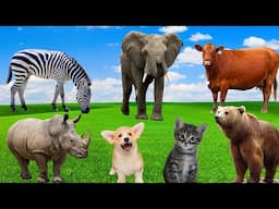Distinguishing Animals - Zebra, Elephant, Tiger, Cow, Rhinoceros, Bear - Animal World