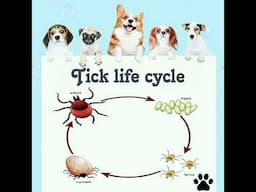Ectoparasites of Dogs. Details and what to do.