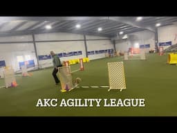 AKC Agility League Round 5 Season 9 | Limited Division Chihuahuas