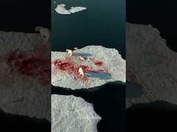 A raw wild encounter of Polar Bears feasting on seals | #polarbear #svalbard