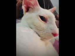 #cat #catbehavior #turkishcat #catvideos #petlovers #kitten