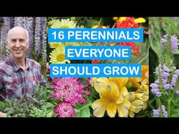 16 MUST-HAVE PERENNIALS FOR EVERY GARDEN – LONG-LASTING SUMMER COLOUR