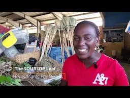 NO STRESS! She use these 7  HERBS for stress and ANXIETY🌿🇯🇲