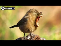 Top 10 Hybrid Animals That Actually Exist