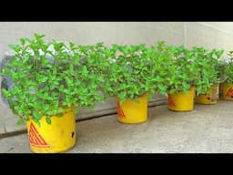 Blood sugar levels drop instantly! Grow this vegetable at home for your family now
